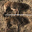 image11